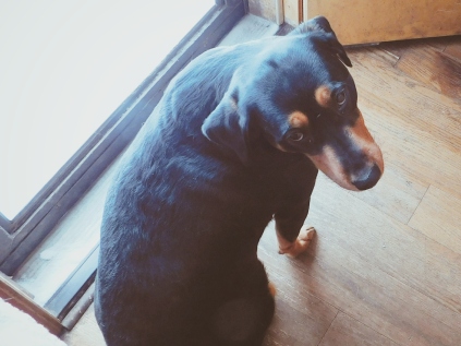 A very sad rottweiler pup
